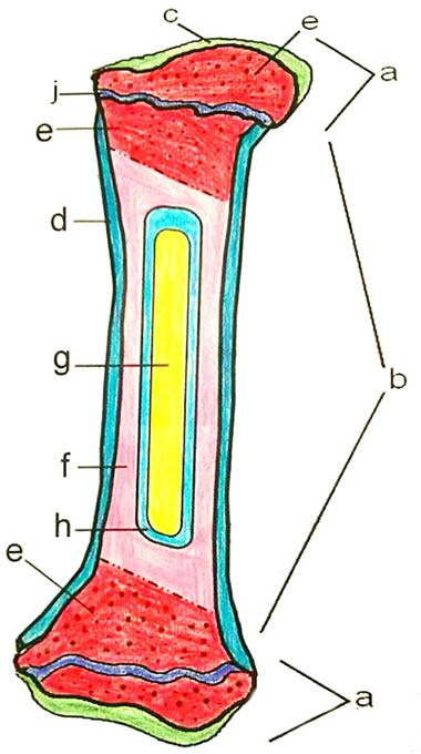 Bone Coloring Answer Key And Coloring Sample Anatomy Flashcards 