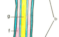 Bone Coloring Answer Key And Coloring Sample Anatomy Flashcards