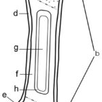 Bone Diagram Coloring Human Body Unit Human Anatomy Physiology