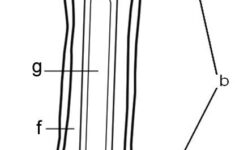 Bone Diagram Coloring Human Body Unit Human Anatomy Physiology