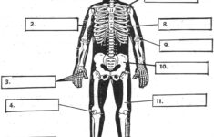 Bones For Kids Worksheet Google Search Learning Worksheets Worksheets