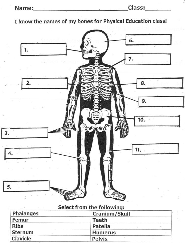 Bone Anatomy Worksheet