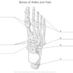 Bones Of Ankle And Foot Unlabeled Example SmartDraw Skeletal System