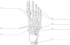 Bones Of Ankle And Foot Unlabeled Example SmartDraw Skeletal System