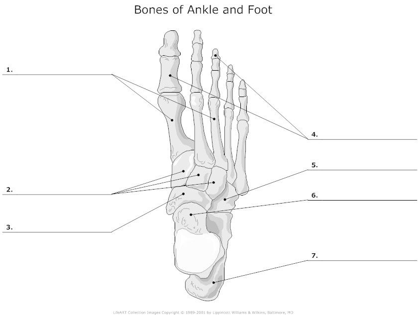 Bones Of Ankle And Foot Unlabeled Example SmartDraw Skeletal System 
