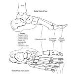 Bones Of The Foot Coloring