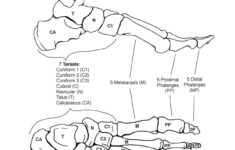 Bones Of The Foot Coloring