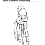 Bones Of The Foot Dorsal View Anatomy Coloring Book Coloring Books