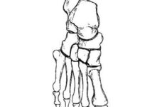 Bones Of The Foot Dorsal View Anatomy Coloring Book Coloring Books