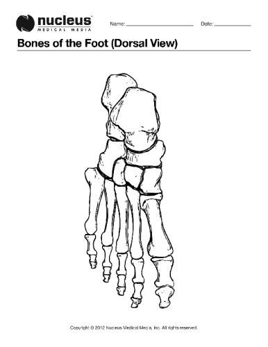 Bones Of The Foot Dorsal View Anatomy Coloring Book Coloring Books 