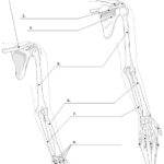 Bones Of The Upper Limb Unlabeled Example SmartDraw Human Anatomy