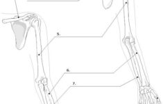 Bones Of The Upper Limb Unlabeled Example SmartDraw Human Anatomy