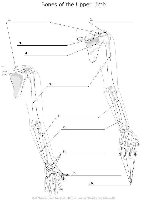 Bones Of The Upper Limb Unlabeled Example SmartDraw Human Anatomy 
