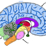 Brain Anatomy Coloring