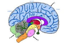 Brain Anatomy Coloring