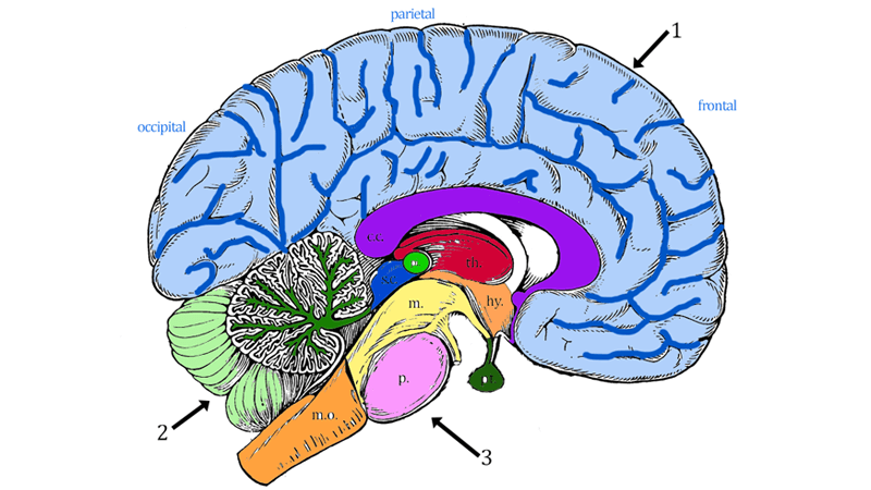 Brain Anatomy Coloring 