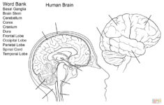 Brain Anatomy Worksheet Human Brain Worksheet Coloring Page Free