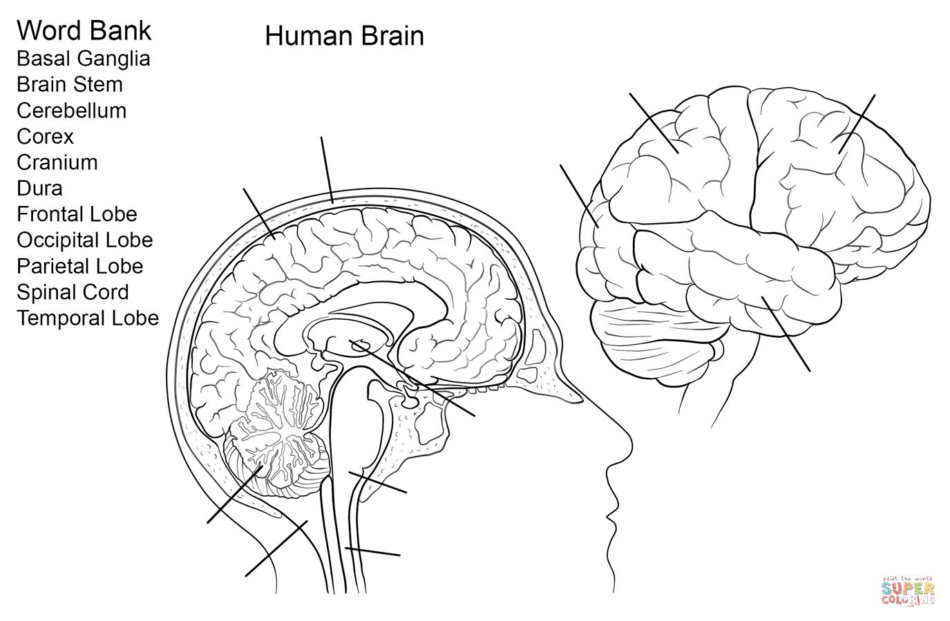 Brain Anatomy Worksheet Human Brain Worksheet Coloring Page Free 