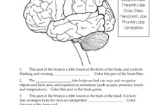 Brain Parts Fill In The Blank Color Nervous System Lesson Biology