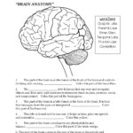 Brain Worksheets For Kids Brain Parts Fill In The Blank Color