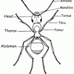 Bug Body Parts Worksheet The Ins And Outs Of An Insect S Anatomy