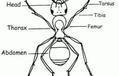 Bug Body Parts Worksheet The Ins And Outs Of An Insect S Anatomy