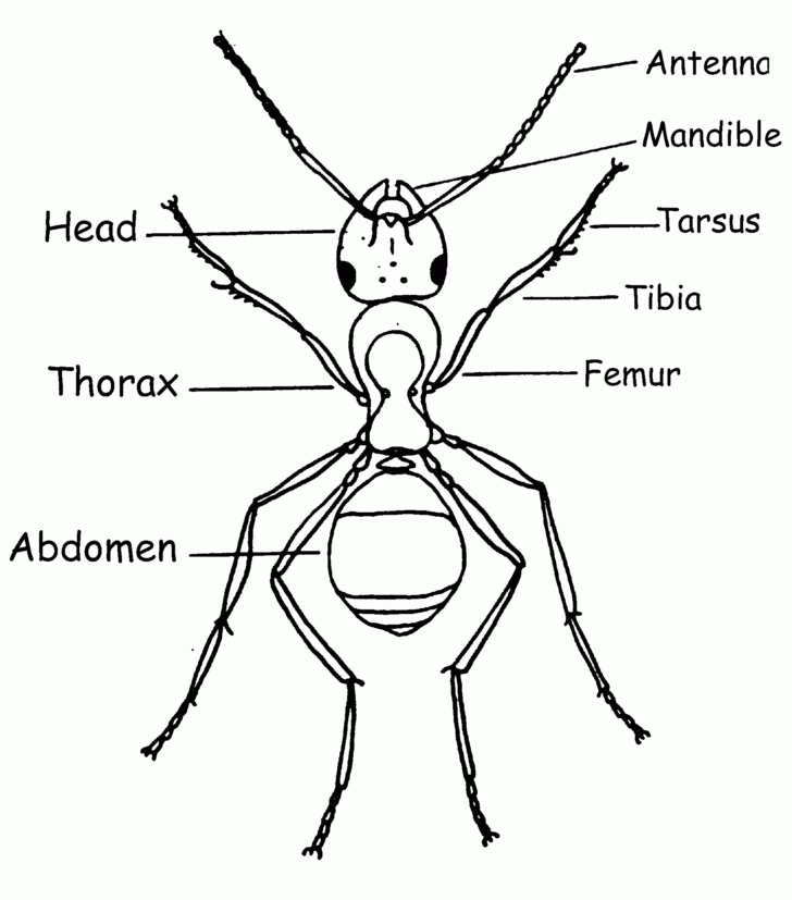 Insect Anatomy Worksheet