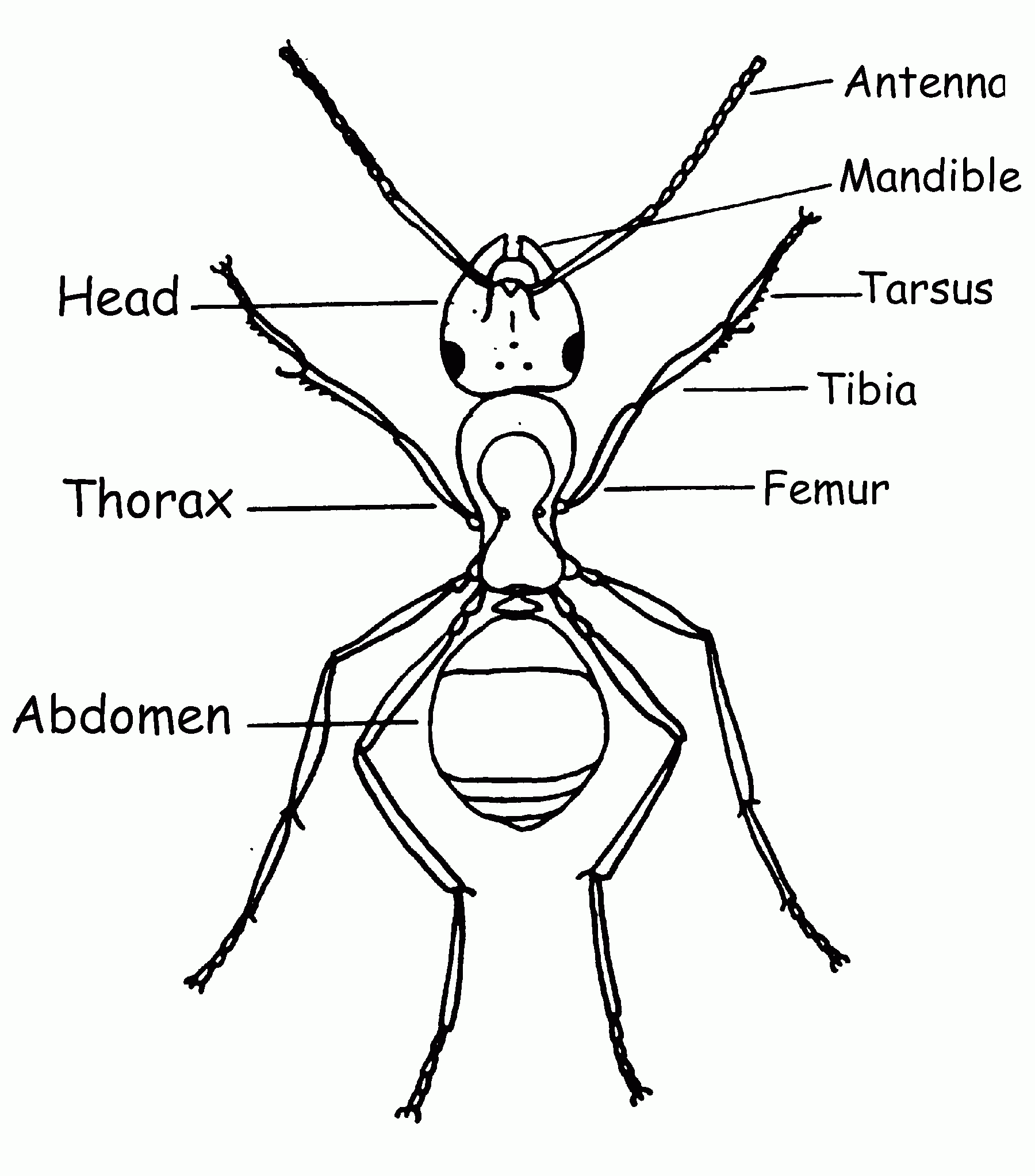 Bug Body Parts Worksheet The Ins And Outs Of An Insect S Anatomy 