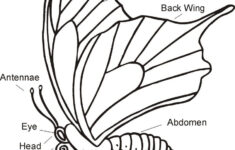 Butterflies Of Manitoba From The Living Prairie Museum Butterfly