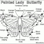 Butterfly Anatomy Worksheets 99Worksheets