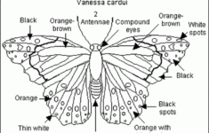 Butterfly Anatomy Worksheets 99Worksheets