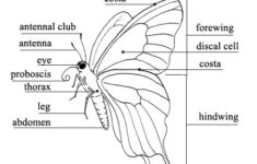 Butterfly Anatomy Worksheets 99Worksheets