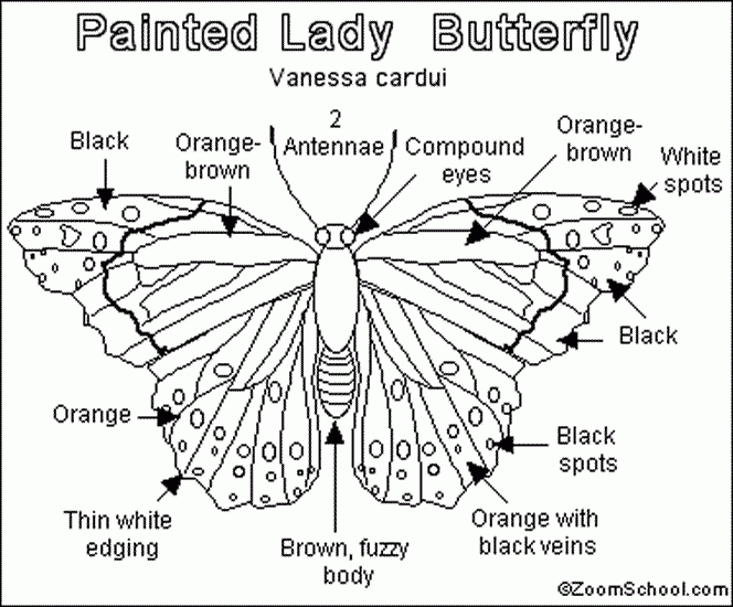 Butterfly Anatomy Worksheets 99Worksheets