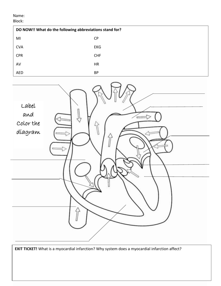 Cardiac Anatomy Worksheet
