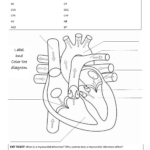 Cardiac Anatomy Worksheet To Label And Color
