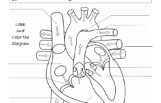 Cardiac Anatomy Worksheet To Label And Color