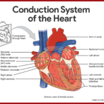 Cardiovascular System Anatomy And Physiology Study Guide For Nurses