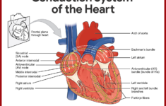 Cardiovascular System Anatomy And Physiology Study Guide For Nurses
