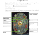 Cell Anatomy Worksheet 1 BIOL 1103 Introduction To Biology StuDocu