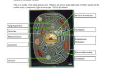 Cell Anatomy Worksheet 1 BIOL 1103 Introduction To Biology StuDocu