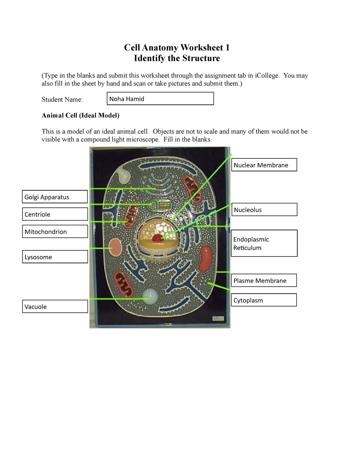 Cell Anatomy Worksheet 1 BIOL 1103 Introduction To Biology StuDocu