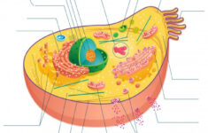 Cell Anatomy Worksheet Illustration In 2020 Kids Worksheets