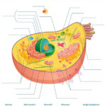 Cell Anatomy Worksheet Illustration In 2020 Kids Worksheets