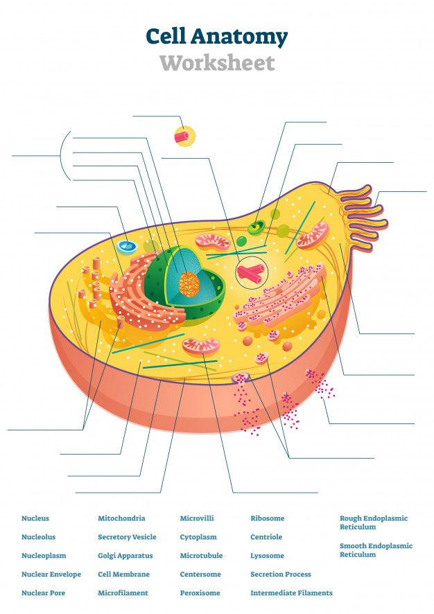 Cell Anatomy Worksheet Illustration In 2020 Kids Worksheets 