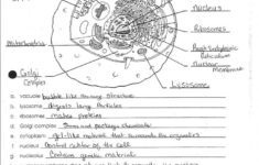 Cell Anelles 001 Jpg Plant Cells Worksheet Cells Worksheet Animal