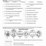 Cell Division And Mitosis Worksheet Answer Key Or 195 Best Bio Mitosis