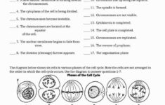 Cell Division And Mitosis Worksheet Answer Key Or 195 Best Bio Mitosis