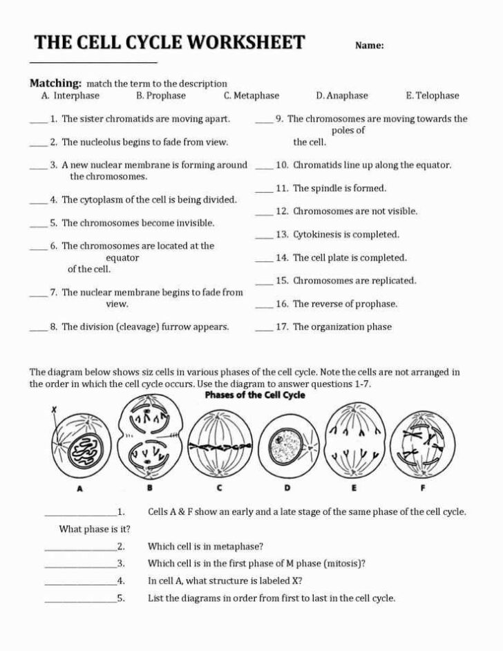 The Cell Anatomy And Division Worksheet