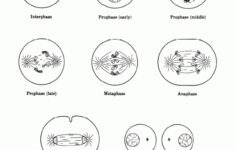 Cell Division And Mitosis Worksheet Mitosis Cell Cycle Color Worksheets