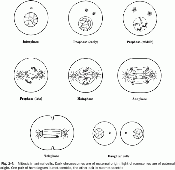 Cell Division And Mitosis Worksheet Mitosis Cell Cycle Color Worksheets